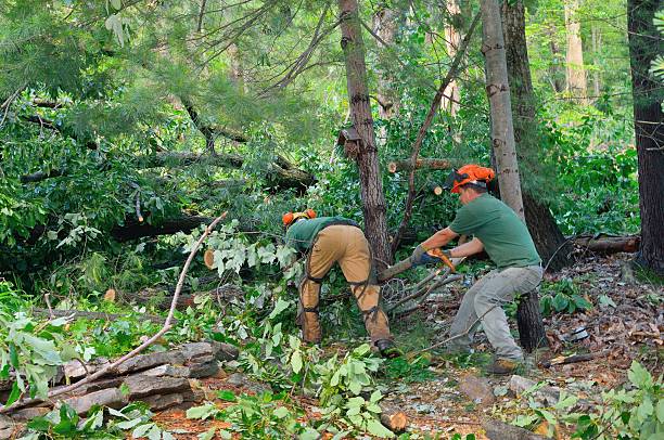 Trusted Chester, SC Tree Service Experts